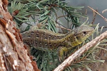 other lizards kaufen und verkaufen Photo: 1.1 Zauneidechse - Lacerta agilis