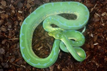 Pythons kaufen und verkaufen Foto: 0.1 Morelia viridis Sorong, High Yellow X Blue Line, CB 05/2022