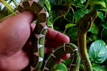 Boas kaufen und verkaufen Photo: Corallus batesii and Pokigron Redtail Boas for sale