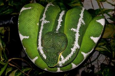 Boas kaufen und verkaufen Photo: Corallus batesii and Pokigron Redtail Boas for sale