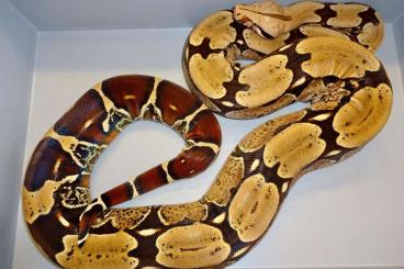 Boas kaufen und verkaufen Photo: Corallus batesii and Pokigron Redtail Boas for sale