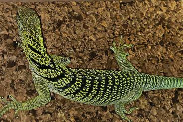Warane kaufen und verkaufen Foto: Baumwarane / Tree monitor lizards