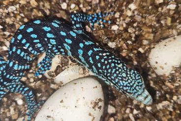 Monitor lizards kaufen und verkaufen Photo: Varanus macraei NZ Juni 2024