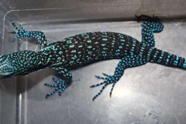 Warane kaufen und verkaufen Foto: 0,0,2 Varanus macraei geboren Juli 2024