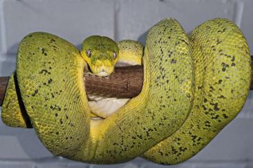 Pythons kaufen und verkaufen Foto: Wamena Yellow Spot melanistic