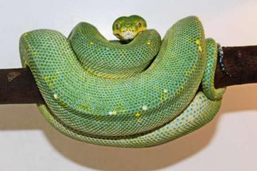 Pythons kaufen und verkaufen Foto: 1,1 Zuchtpaar Morelia viridis - HY Gläser Linie