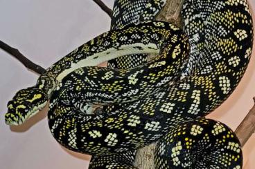 Pythons kaufen und verkaufen Photo: Diamantpython - Morelia spilota spilota