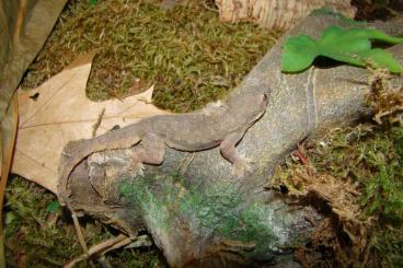 Lizards kaufen und verkaufen Photo: feeding geckos + feeding frogs