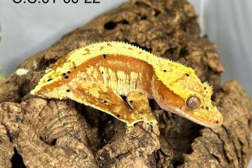 Geckos kaufen und verkaufen Photo: 2.2 Correlophus ciliatus CB22