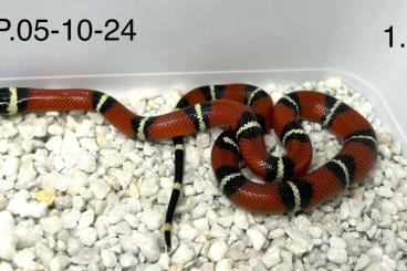 Schlangen kaufen und verkaufen Foto: Lampropeltis polyzona het. Striped T+ Albino