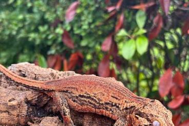 Geckos kaufen und verkaufen Foto: Rhacodactylus auriculatus