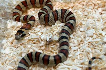 Schlangen kaufen und verkaufen Foto: Nuevo Leon Kingsnake/ Lampropeltis leonis