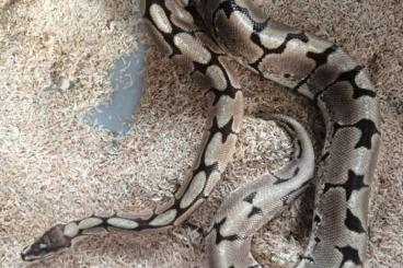 Königspythons kaufen und verkaufen Foto: Python regius Spider + Pastel 