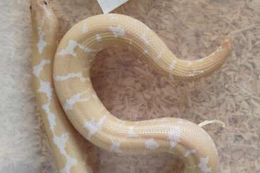 Boas kaufen und verkaufen Photo: Sandboas Eryx c. loveridgei Boas kaufen und verkaufen Photo: Sandboas Eryx c. loveridgei