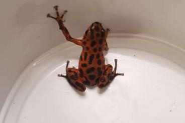 Poison dart frogs kaufen und verkaufen Photo: Oophaga pumilio bastimentos