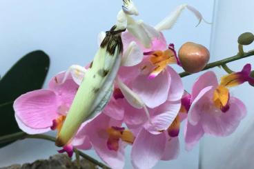 Insects kaufen und verkaufen Photo: Mantiden abzugeben, Hymenopus, Gottesanbeterin, Hamm