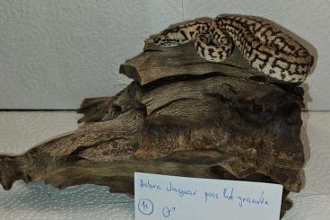 Pythons kaufen und verkaufen Foto: Morelia spilota /carpet python 