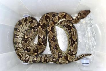 Boas kaufen und verkaufen Foto: 2.1 Sanzinia madagascariensis