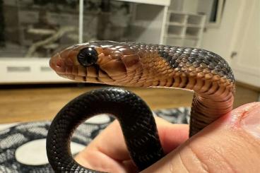 Schlangen kaufen und verkaufen Foto: 1.0 Drymarchon couperi - Indigo snake