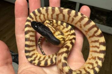 Schlangen kaufen und verkaufen Foto: 1.3 aspidites melanocephalus - Schwarzkopfpython