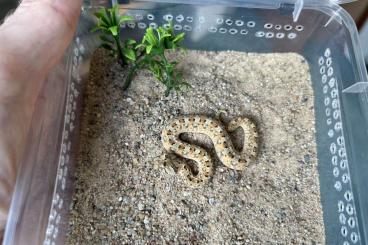 Venomous snakes kaufen und verkaufen Photo: Bitis caudalis CB2024                                    