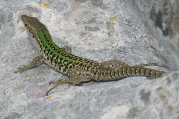 other lizards kaufen und verkaufen Photo: Podarcis sicula sicula / Podarcis muralis nigriventris