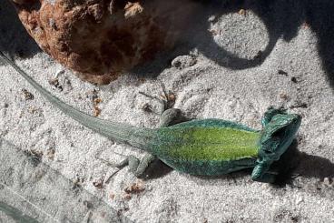 other lizards kaufen und verkaufen Photo: Podarcis sicula klemmeri / Podarcis sicula paulae other lizards kaufen und verkaufen Photo: Podarcis sicula klemmeri / Podarcis sicula paulae