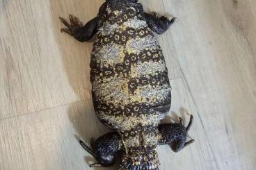 Other Agama kaufen und verkaufen Photo: 0.2 Uromastyx Flavifasciata ( 1 Dispar) zu verkaufen 