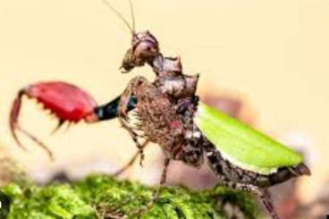 Insects kaufen und verkaufen Photo: Pachymantis bicingulata Subadult Adult