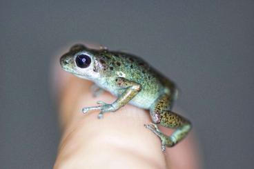 Poison dart frogs kaufen und verkaufen Photo: Oophaga Pumilio Loma Partida 1.1 MHF