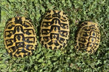 Turtles and Tortoises kaufen und verkaufen Photo: Verona Reptiles 1 ottobre 2023