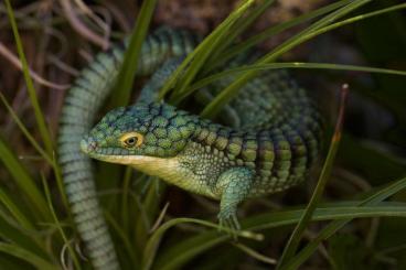 andere Echsen kaufen und verkaufen Foto: Abronia breeding project in Switzerland