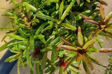 Frösche  kaufen und verkaufen Foto: Biete Bromelienbusch im Topf 