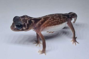 Geckos kaufen und verkaufen Photo: Nephrurus vertebralis      