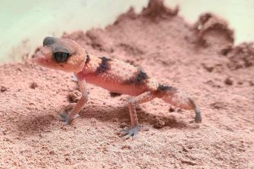 Geckos kaufen und verkaufen Foto: Nephrurus cinctus.         