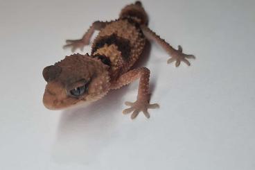 Geckos kaufen und verkaufen Photo: Verschiedene Nephrurus.    