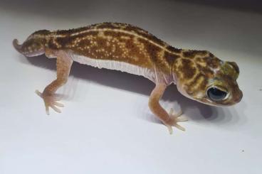 Geckos kaufen und verkaufen Foto: Nephrurus for Hamm.      