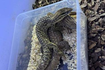 Monitor lizards kaufen und verkaufen Photo: 1.1 Pair Varanus Acanthurus Monitor lizards kaufen und verkaufen Photo: 1.1 Pair Varanus Acanthurus