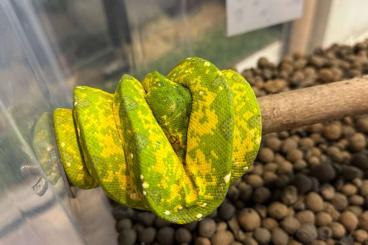 Pythons kaufen und verkaufen Photo: Morelia Viridis Biak male and female Pythons kaufen und verkaufen Photo: Morelia Viridis Biak male and female
