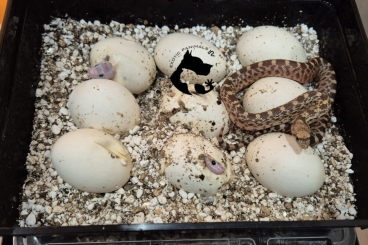 Snakes kaufen und verkaufen Photo: PITUOPPHIS SAYI AND CATENIFER Snakes kaufen und verkaufen Photo: PITUOPPHIS SAYI AND CATENIFER