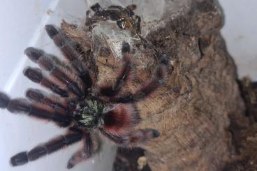Vogelspinnen kaufen und verkaufen Foto: 0.1 Caribena versicolor Vogelspinnen kaufen und verkaufen Foto: 0.1 Caribena versicolor