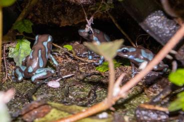 Poison dart frogs kaufen und verkaufen Photo: Tausche D. auratus Super Blue gegen Weibchen