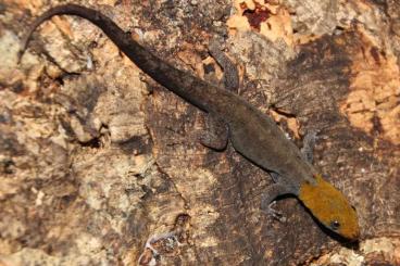 Geckos kaufen und verkaufen Foto: Gonatodes albogularis fuscus