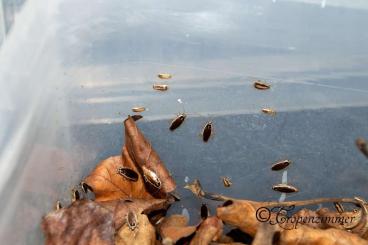 Futtertiere kaufen und verkaufen Foto: Futterschaben Blattellidae spec. "Xiamen" kleine Futterschaben