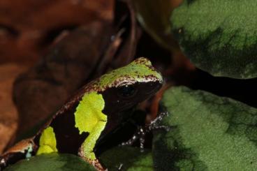 frogs kaufen und verkaufen Photo: Suche Mantella nigricans zur Gruppenerweiterung