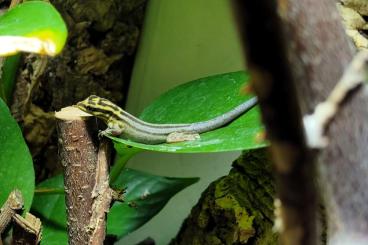 Geckos kaufen und verkaufen Photo: 1,0 Lygodactylus kimhowelli Geckos kaufen und verkaufen Photo: 1,0 Lygodactylus kimhowelli