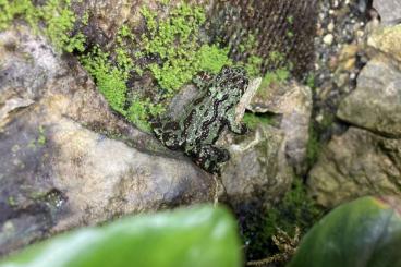 Frösche  kaufen und verkaufen Foto: Bombina Orientalis - Chinese Fire bellied toads offspring!
