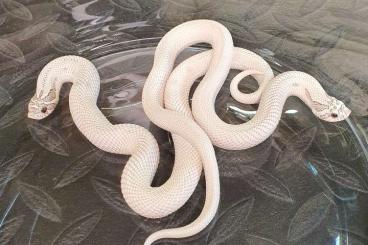 Snakes kaufen und verkaufen Photo: Heterodon nasicus ~ Toxic Superconda PAIR