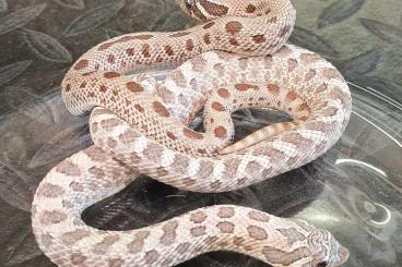 Snakes kaufen und verkaufen Photo: Heterodon nasicus ~ Moondust / Arctic Lavender PAIR