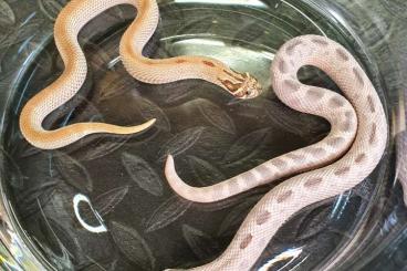Schlangen kaufen und verkaufen Foto: Heterodon nasicus ~ Moonstruck / Arctic Lavender Conda + Superconda